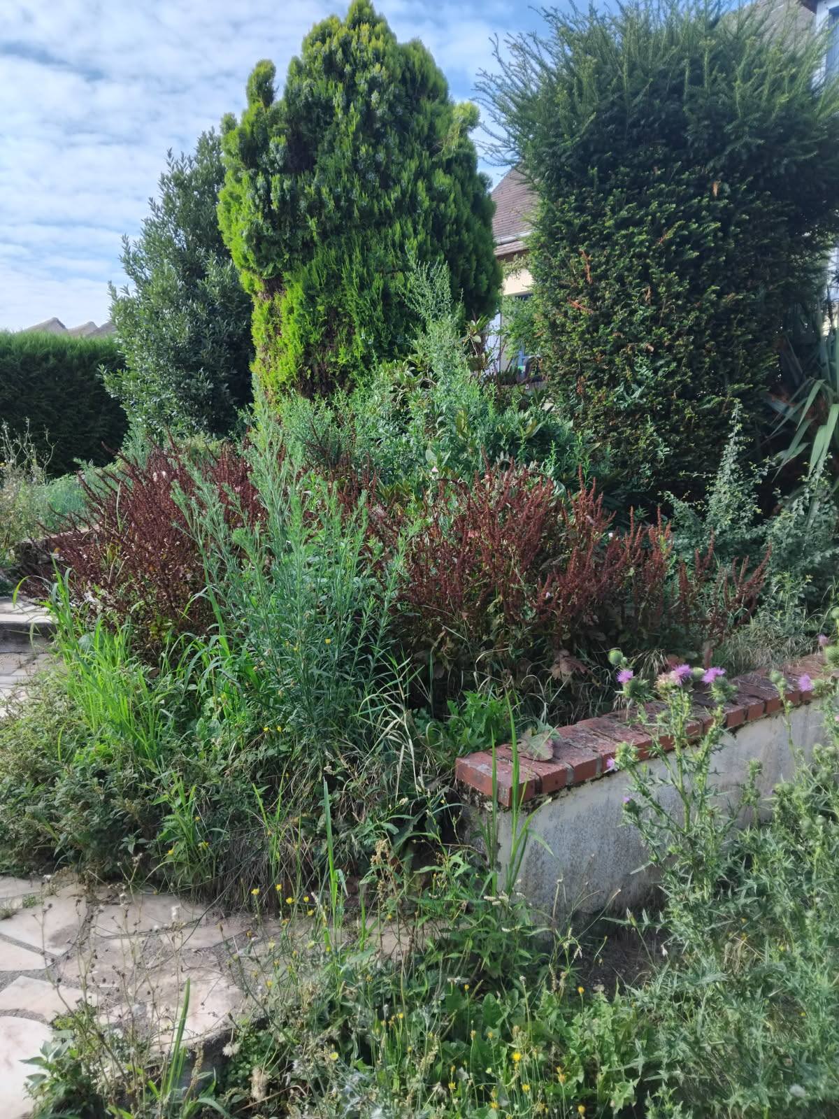 Jardin avant désherbage